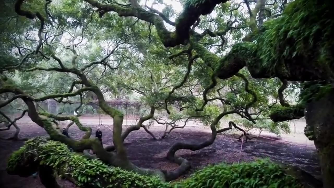 20 Most Unusual Trees In The World