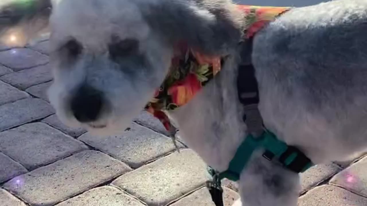 Cutest Cats and Dogs