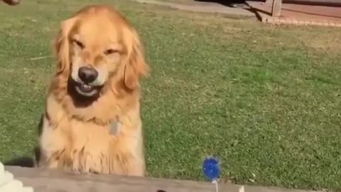 Don't Touch My Cake Hooman!