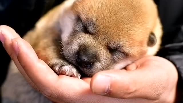 Do you have raised a puppy?