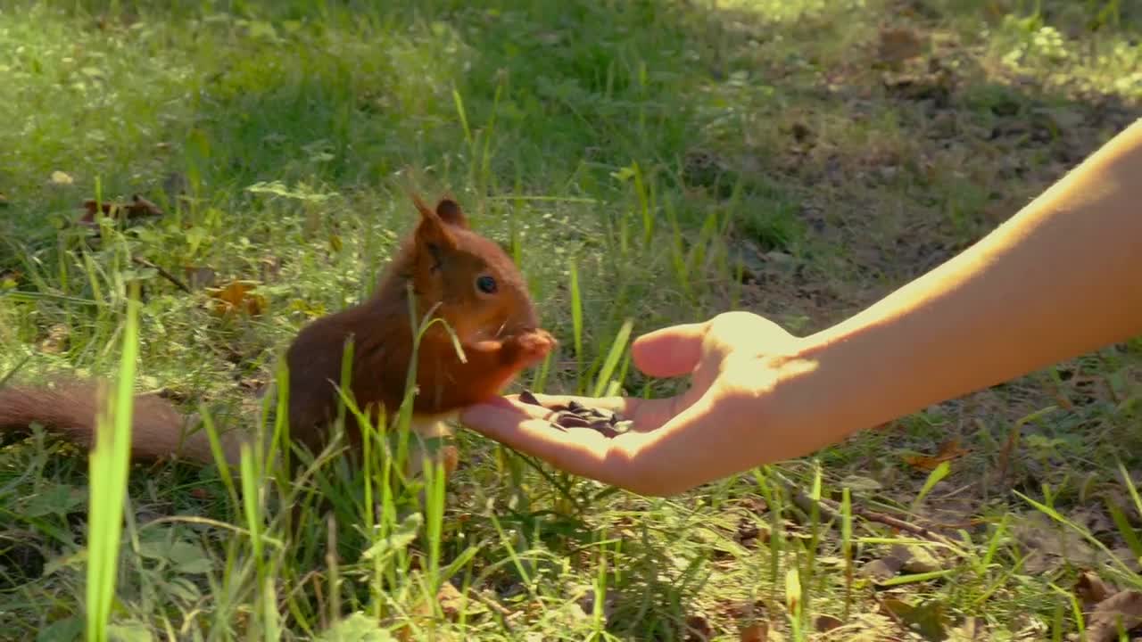 Squirrel eat nuts from hand of a young woman in summer park