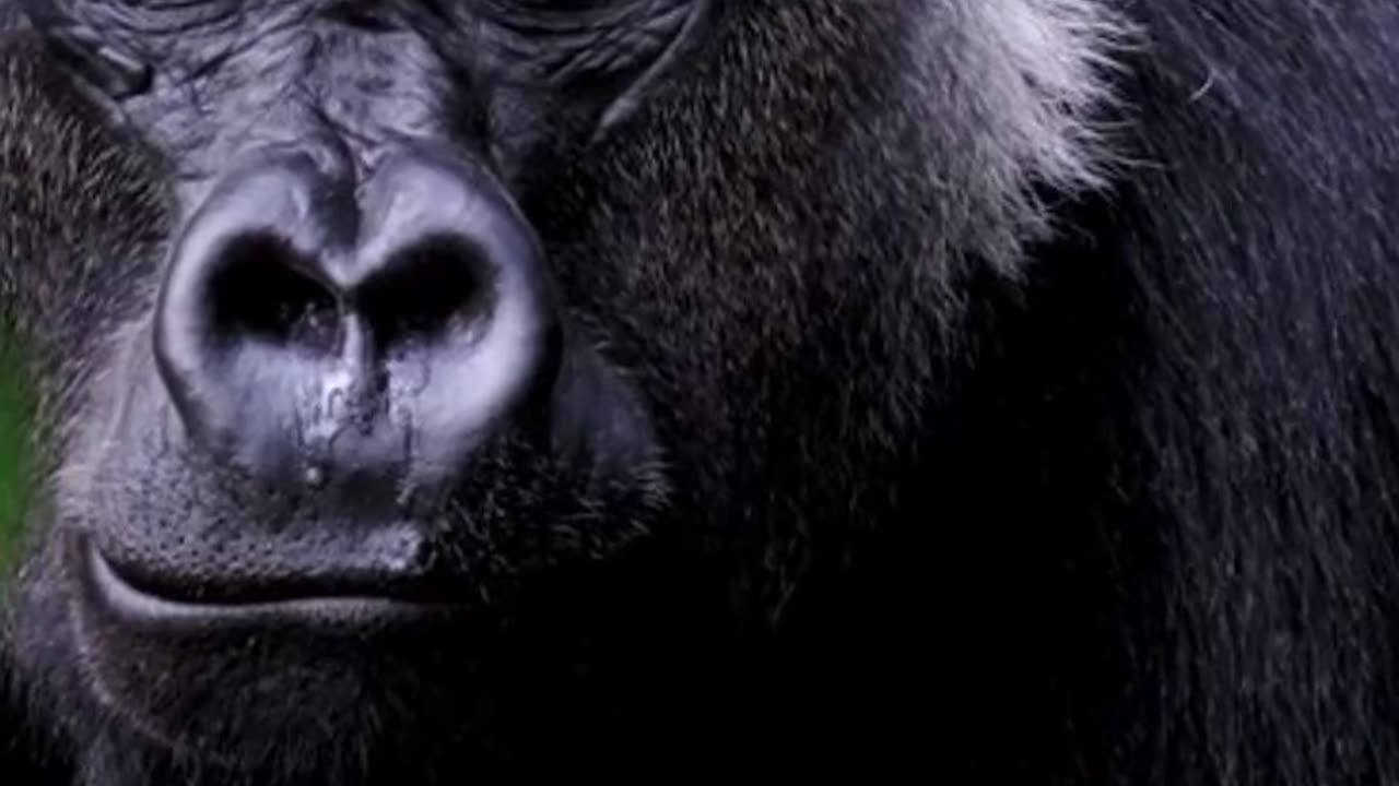 Gorilla Animals Videos For Kids