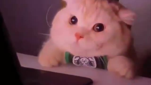 Funniest Cat 🐱🤣 Funny Animal video 2022