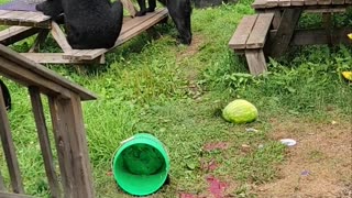 Wild Bears Cool Off in Backyard Pool