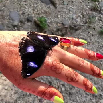 Butterfly in my hand