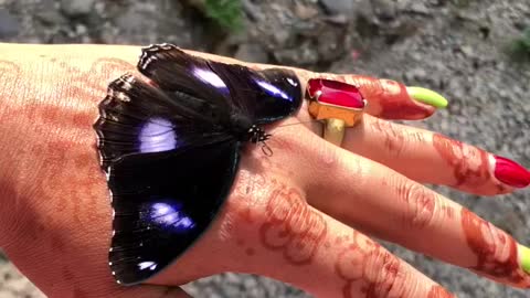 Butterfly in my hand