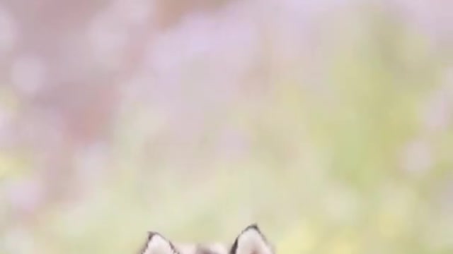 Funny Best Dog Moments video