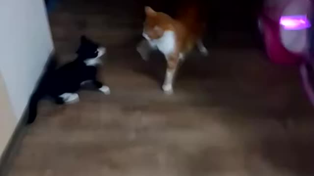 Cats fight