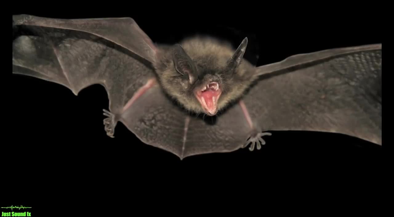 Bat noises - 2 minutes of bat sounds for kids!