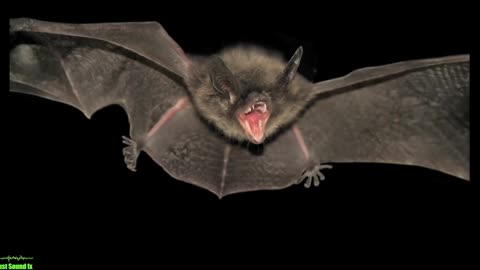 Bat noises - 2 minutes of bat sounds for kids!