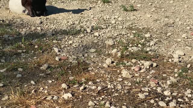 Goat Dottie Digging in the Concrete 06.2020