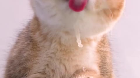 A cat eats on the glass. You'll like it