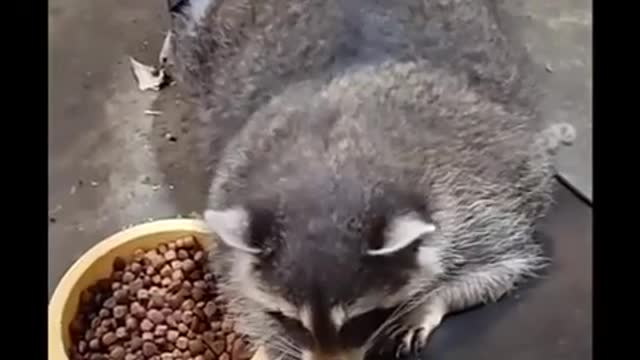 cute raccoon