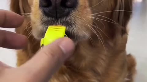 This is how a dog learns to whistle