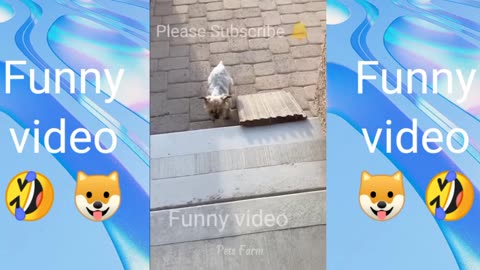 Funny animals video.