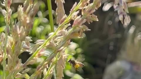 حبات الرحيق (nectar beads)