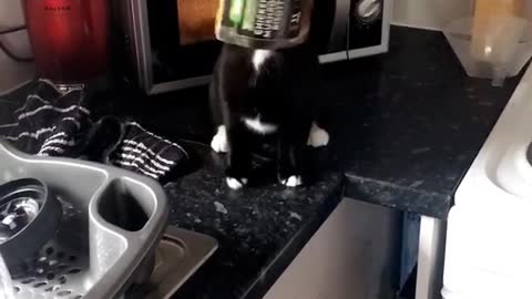 Cat gets box stuck on head