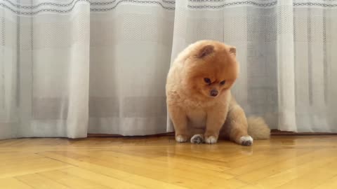 Cute puppy dog ❤️ dog funny video