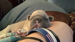 2 Week old French Bulldog Loves Tucker Carlson too