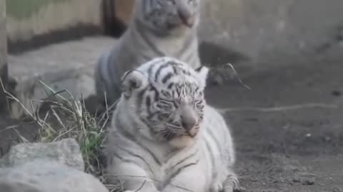 Rare white baby tiger.