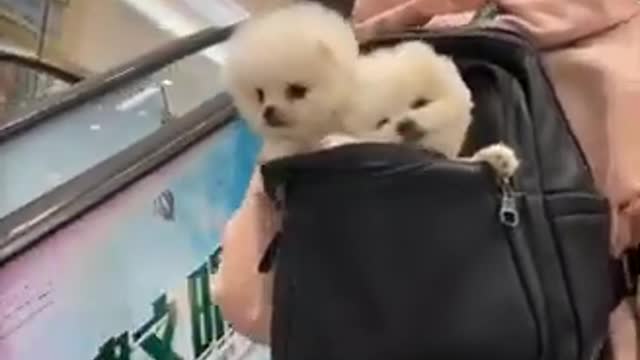 Cute Dog video