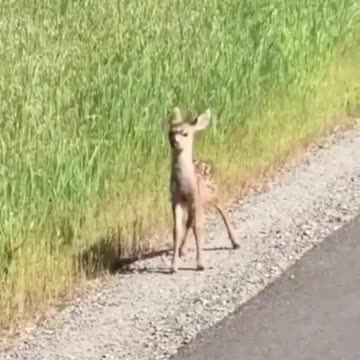 Small Deer missing his way