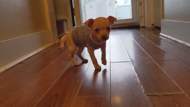 Cute little Miley walking and checking out the floor vent