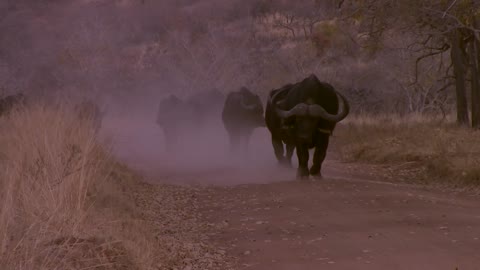 Cows marching like in Gladiator!