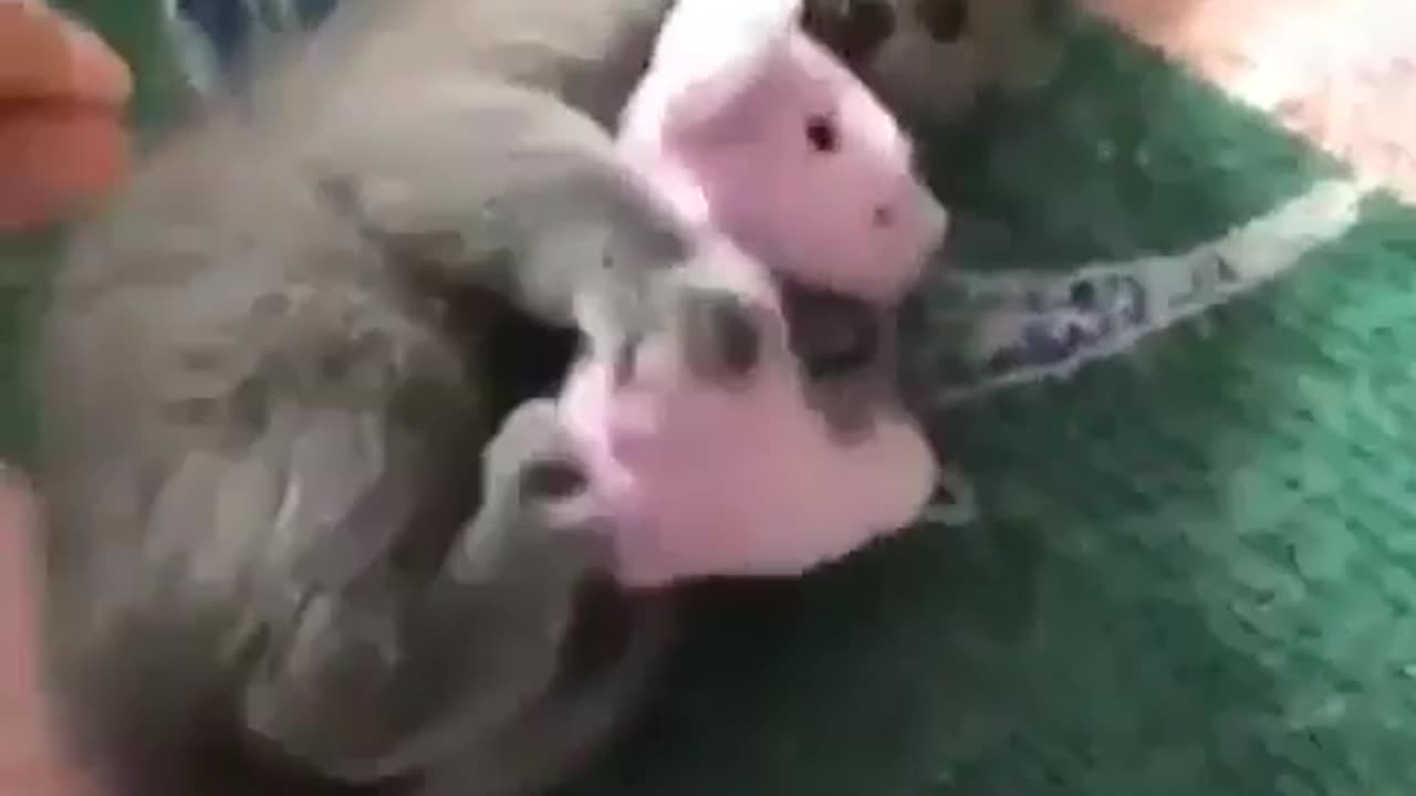 Cute and funny animals