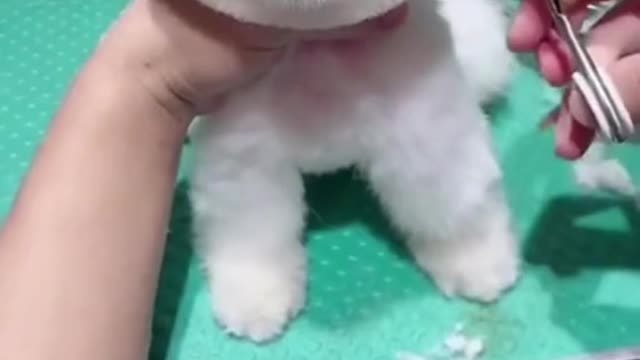 Super cute dog