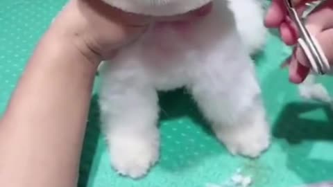 Super cute dog