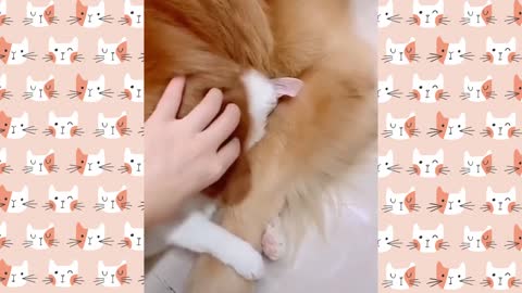 Cute Cat