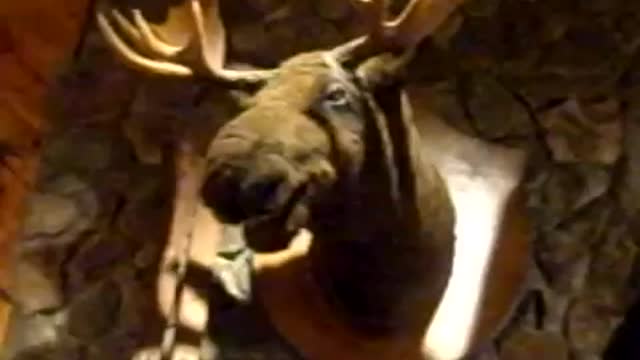 talking moose