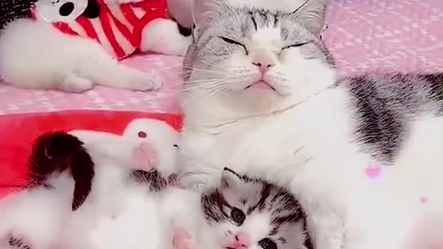 CUTE CAT