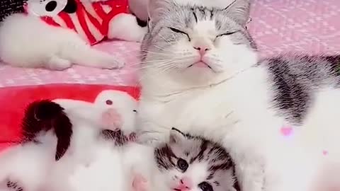 CUTE CAT