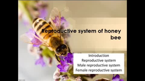 Reproductive system of honey bee (Slide show)