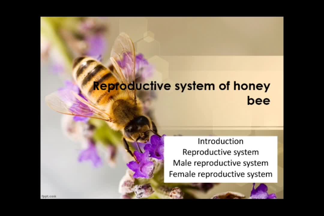 Reproductive system of honey bee (Slide show)