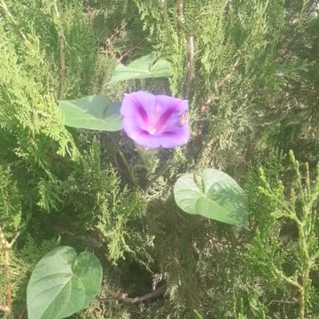 Morning glory bloomed