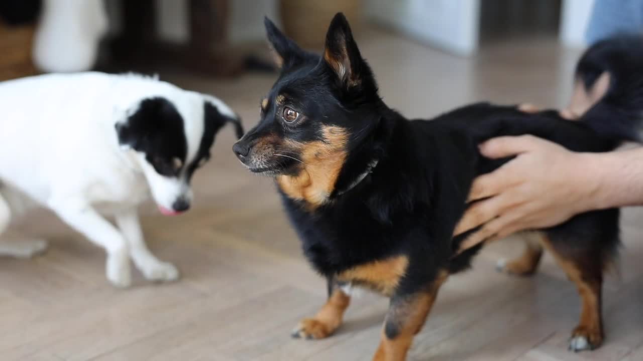 Dog Getting Scratches