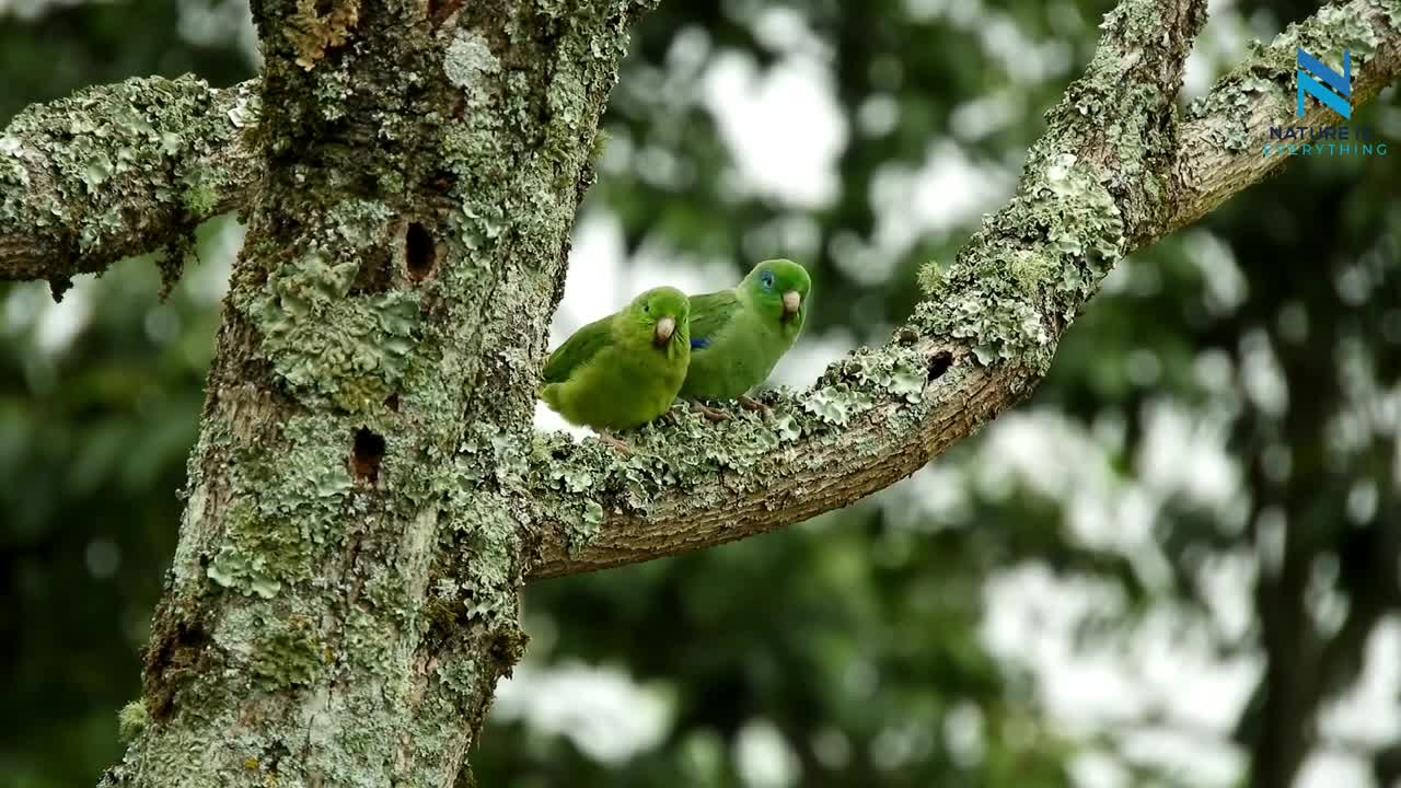 Birds of Paradise - Nature is Everything