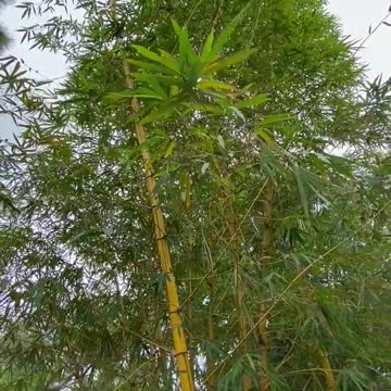 Bambusa vulgaris vittata