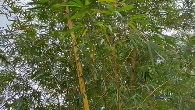 Bambusa vulgaris vittata