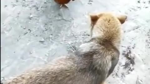 Dog vs Hen fight