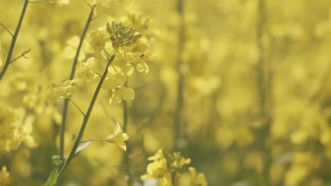 Detailed shot of flowering crops