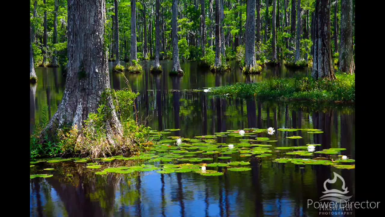 Cypress gardens south carolina