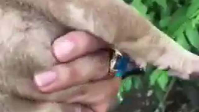 Look At This Cute Puppy