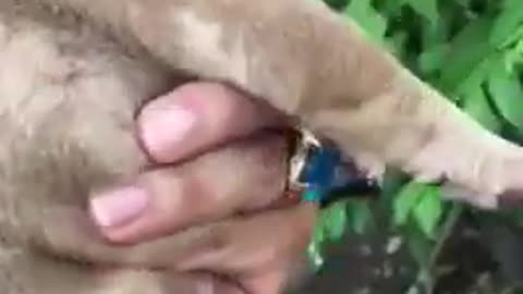 Look At This Cute Puppy