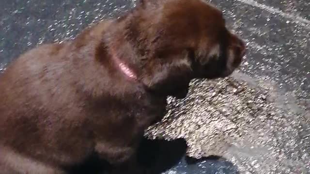 Chocolate lab play time