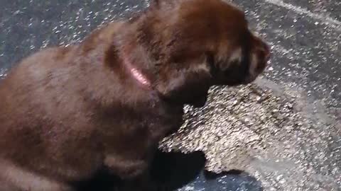 Chocolate lab play time