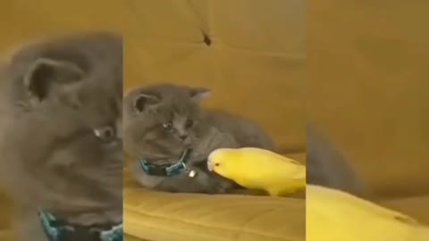 Funny video || Funny cat and parrot videos